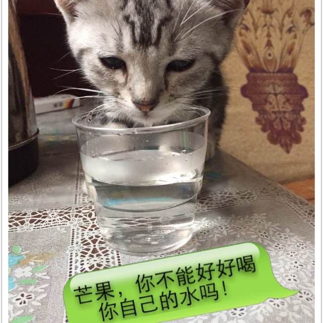 韩国西京大学成绩单办理